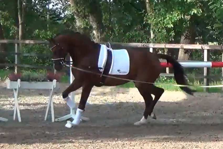 2yo stallion by D'Avie - Desperados