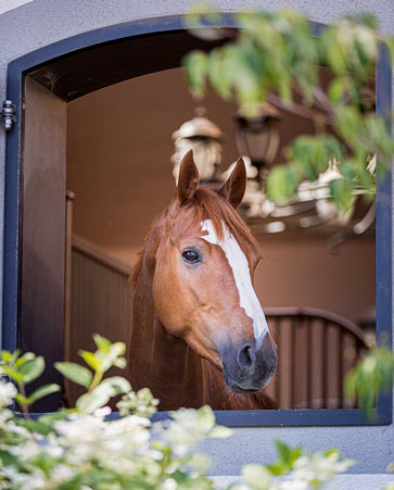 Gut Wettlkam Horses for sale