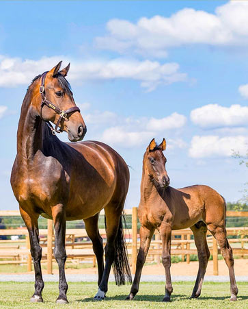 Gut Wettlkam Brood mares