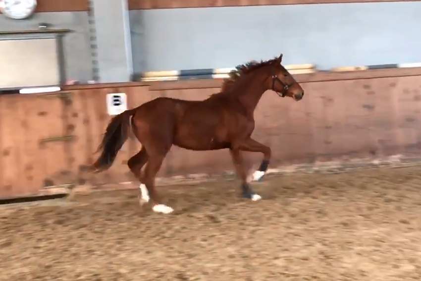 Stallion candidate born in 2019